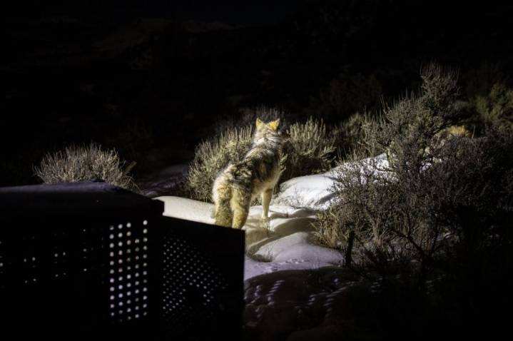 Colorado lawmakers push for pause on wolf reintroduction in session