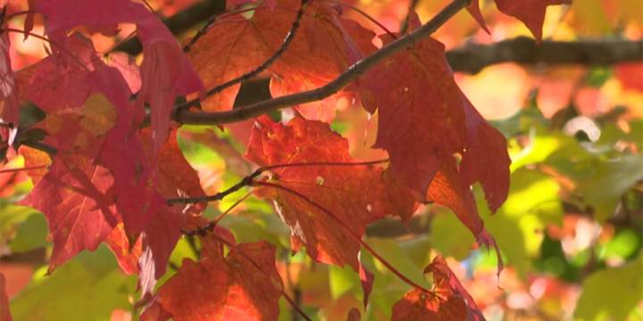Forecasting fall foliage, the First Alert on when to catch the vibrant colors
