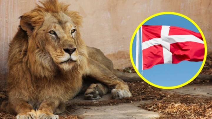 Zoológico de Dinamarca causa polémica: pide mascotas para alimentar a leones y tigres