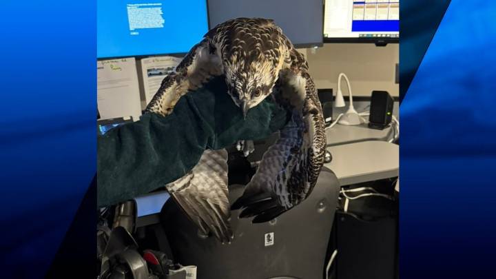 Westerly Police officers rescue injured bird