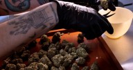 Cannabis rules overhaul could boost regulators' authority