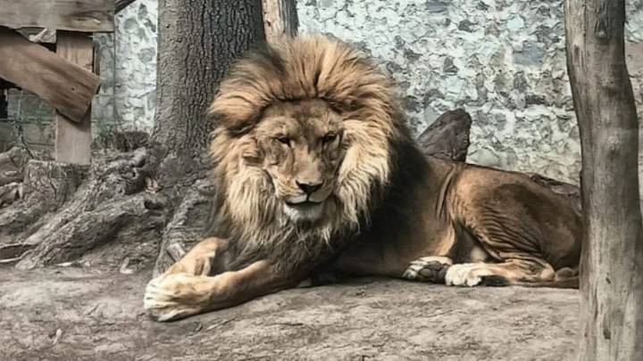 Hidalgo: Han detectado seis felinos y dos canguros, ligados al tráfico ilegal