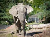 Un abuelo murió pisoteado por un elefante que irrumpió en su jardín y había matado a otro hombre el día anterior
