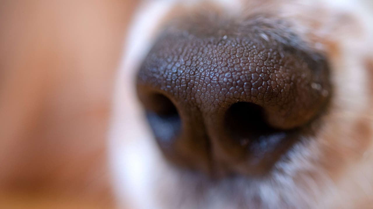 45 animals rescued in NJ animal cruelty investigation