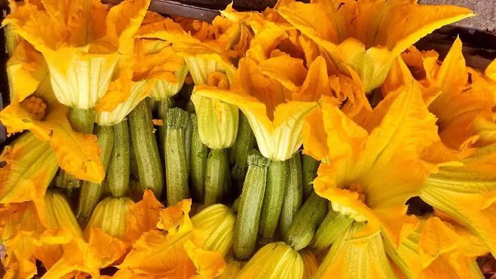 Cinco formas de preparar flores de calabaza