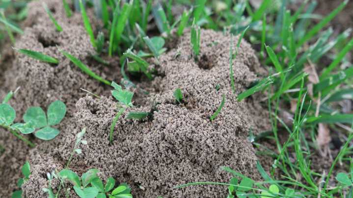 Is Urine The Secret Weapon Against Persistent Ant Hills In Your Yard?