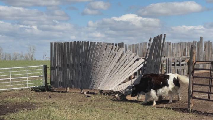 Brooks-area farm in ‘survival mode’ following devastating hailstorm