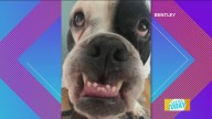 Pet Pics: The dog days of summer