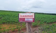 Siembra ilegal de menonitas en Yucatán: Profepa reporta riesgo inminente
