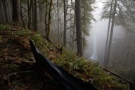 Proposal denied for dam near Silver Falls State Park