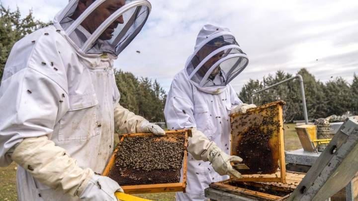 La producción de miel sube un 20%, tras dos años en mínimos históricos por sequía