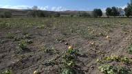 ‘Precios potencialmente más altos en las tiendas de comestibles’