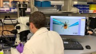 Lyme cases rise in Maine: Nearing all