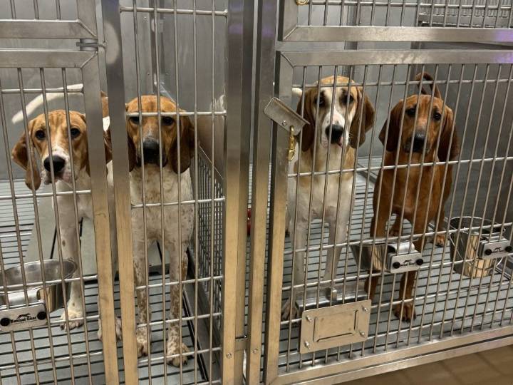 EXCLUSIVE: Puppies secretly tested and killed at Ontario hospital for human heart research