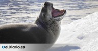 Sorpresa para los científicos: las canciones de amor de las focas leopardo nos suenan de algo