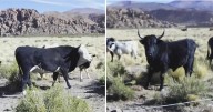 Llegan toros a Casabindo para el toreo de mañana