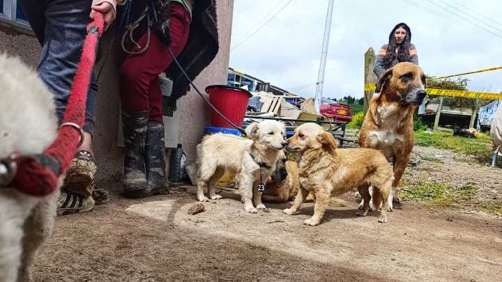 En Tunja iniciaron jornadas gratuitas de esterilizaciones caninas y felinas para propietarios registrados en el Sisbén