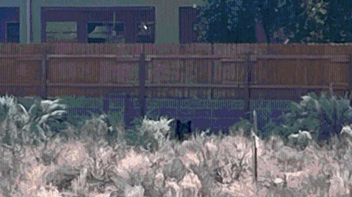 Bear taken back to mountains after being found in Rio Rancho backyards