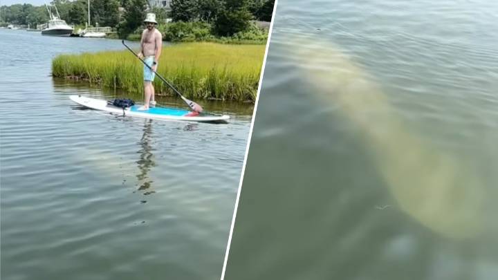 Mashpee Manatee spotted off Cape Cod