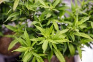 READER POLL: Should Maryland take stronger measures to prevent cannabis use by kids?