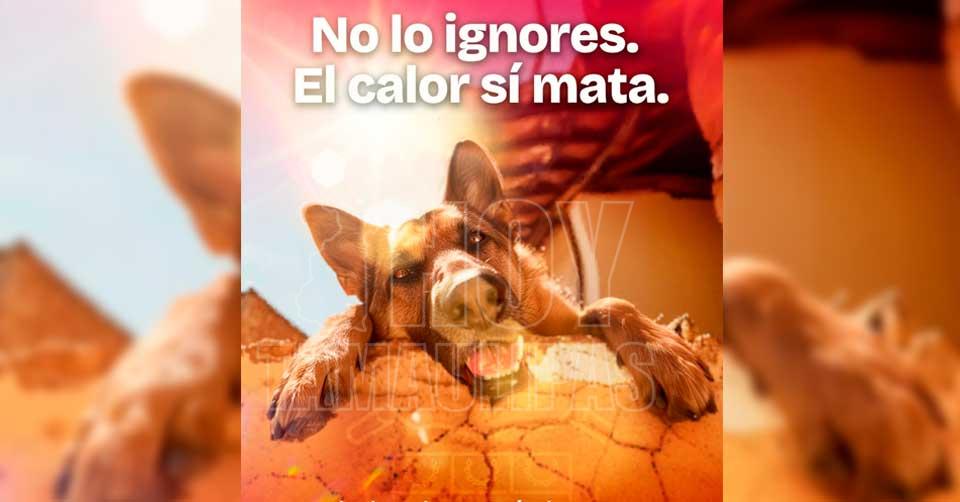 Gobierno de Beto Granados emite recomendaciones para proteger a mascotas durante la canícula