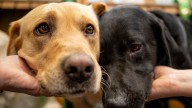 Data reveals the most popular dog breed in each state