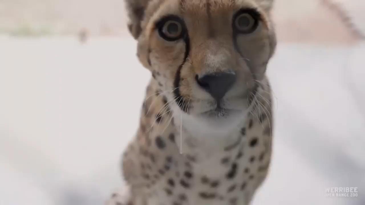 Twelve-year-old cheetah Kulinda has unlocked the secret to living: incredible healthcare routine