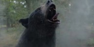 La historia detrás del oso que se comió 40 kilos de cocaína: un narco en problemas y un paracaídas que no se abrió
