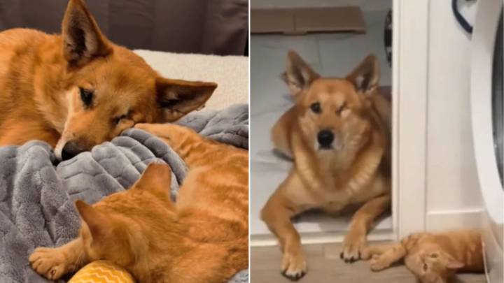 Foster Kitten And California One-Eyed Dog Become Best Friends, What Happens Next Will Melt Your Heart
