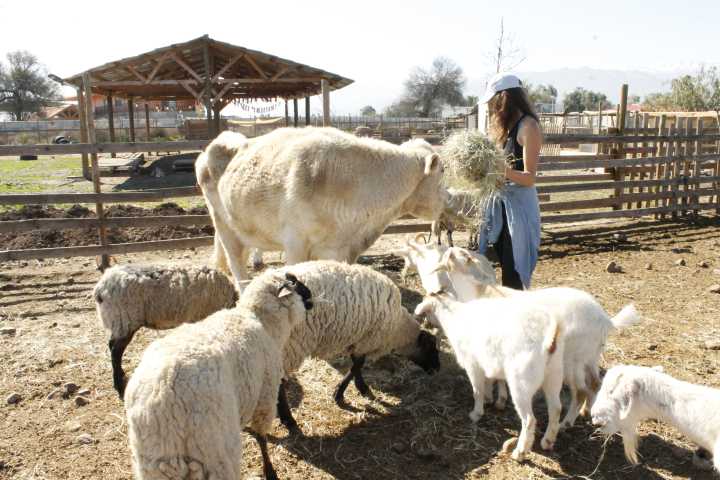 Santuarios latinoamericanos que dan esperanza a animales rescatados