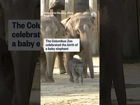 Columbus Zoo celebrates the birth of a baby elephant