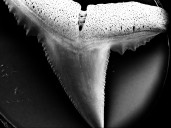 La acidificación de los océanos puede afectar a los dientes de los tiburones