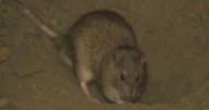 California growers say new rodent infestation is plaguing Central Valley