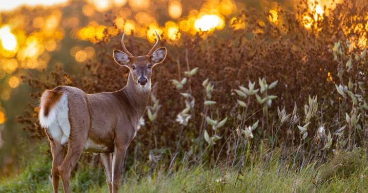 Seasonal virus killing Kentucky white-tailed deer at significantly increased rate from 2024