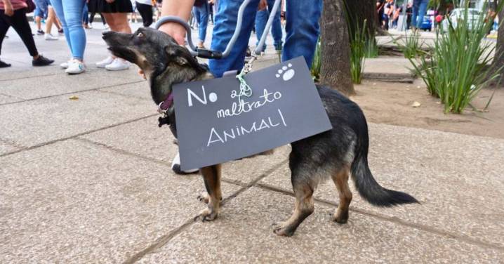 El maltrato animal no es solo físico y también hiere el alma: la educación es clave para romperlo