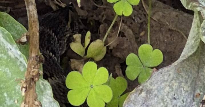 There’s a ‘snake’ on the loose in Wythenshawe