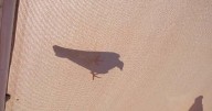 UVa disputes USDA findings after 40 birds used in research die