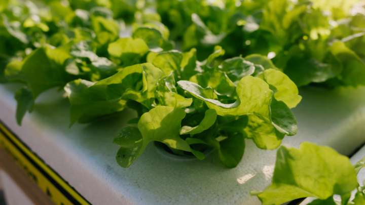 Why Hydroponic Gardens Are Never Worth Buying: The Hidden Disadvantage, Explained