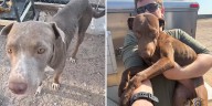 Deputies rescue 12 dogs living in horrific conditions in Tonopah