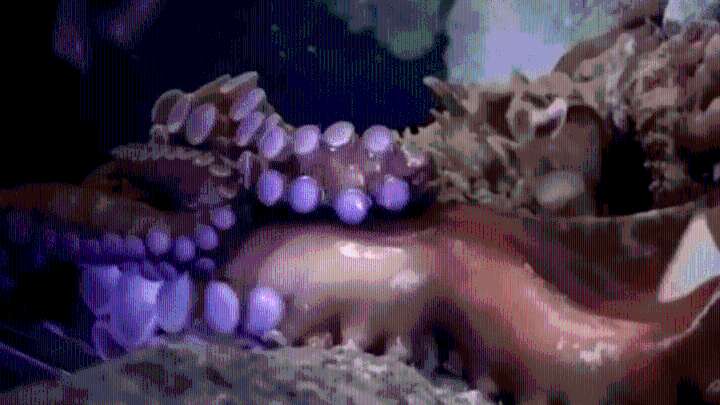 Boy injured when octopus grabbed his arm at Texas aquarium