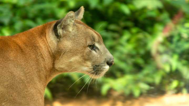 Mountain biker suffers minor injuries in cougar attack near Squamish, B.C.