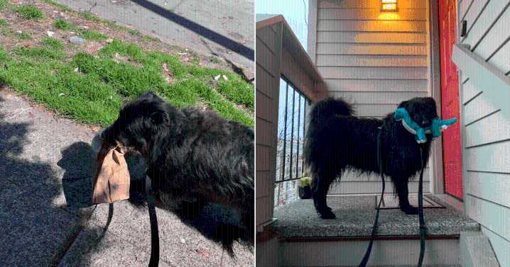 Great Pyrenees Mix Wins Hearts Carrying Home Anything She’s Given