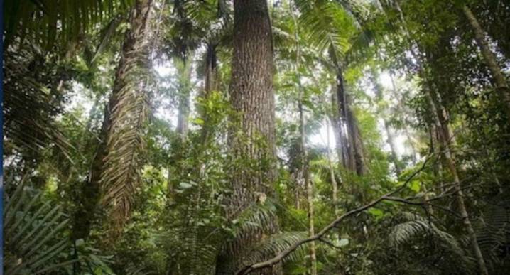Midagri anuncia propuesta forestal que desarrollarán empresas privadas por más de $4,600 millones