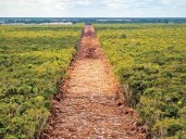 Incluirán la Selva Maya en objetivos de COP