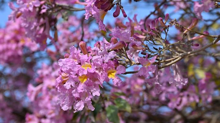 La historia del lapacho, el árbol que anuncia la llegada de la primavera