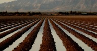 Letters to the Editor: This reader had a crop-picking job as a teenager. He lasted only a week