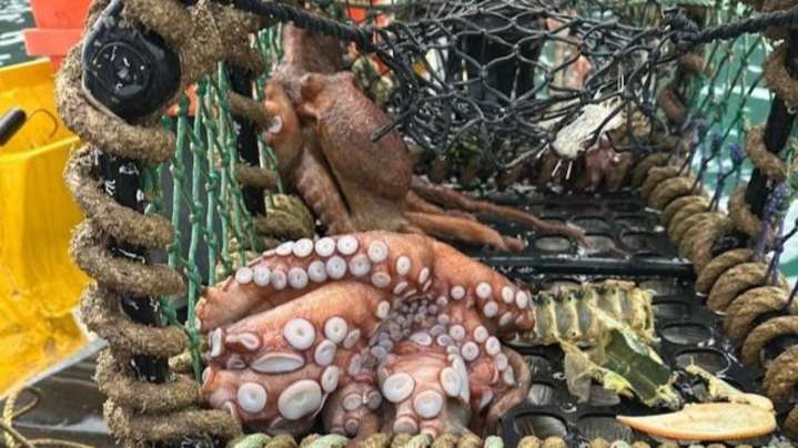 The octopus boom: 'Urgent' study launched to understand surge in sightings