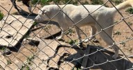 Contemplan área de cuarentena para supervisar a mascotas recién ingresadas