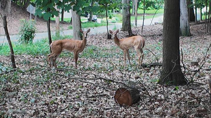 Grand Haven seeks solutions amid growing deer population concerns