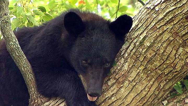 Florida bear hunt: FWC approves proposal for first bear hunt in 10 years